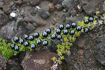 Kūkaenēnē plant with black berries