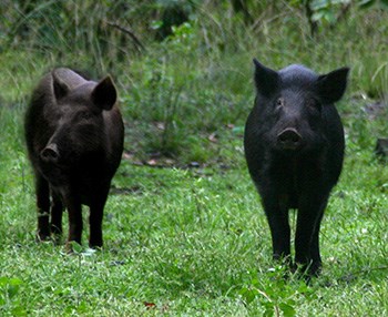 Two black pigs in green grass