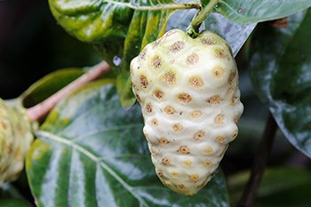 Close up of noni fruit with leaves in the background