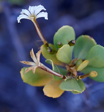 White flower and green leaves of a naupaka plant