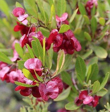 ʻAʻaliʻi plant with bright red seed capsules