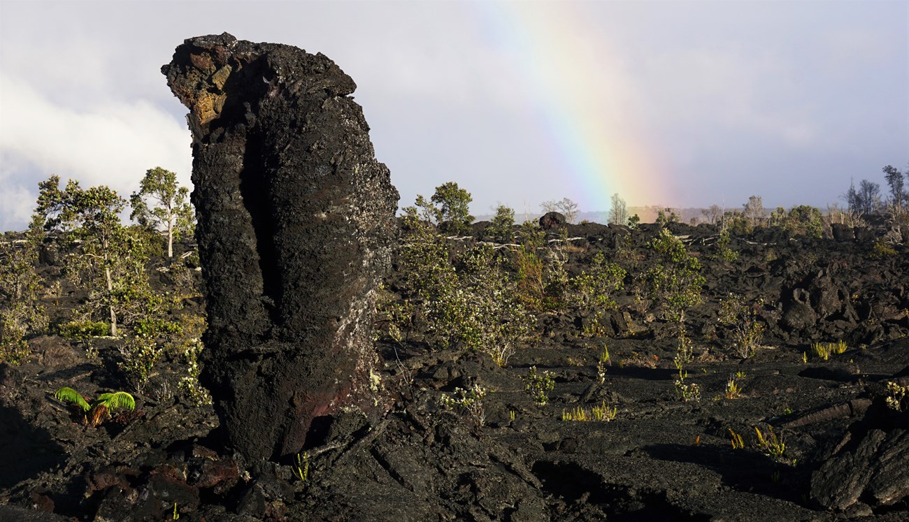 A lava tree with a rainbow in the background