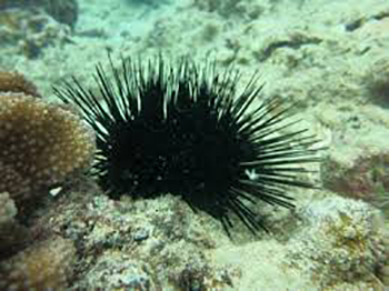 Marine Life Hawai I Volcanoes National Park U S National Park Service   HI DLNR Wana 