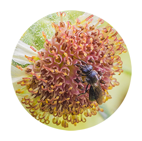 A black bee sips nectar from a yellow flower.