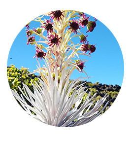 A silversword plant with purple flowers on a stalk.
