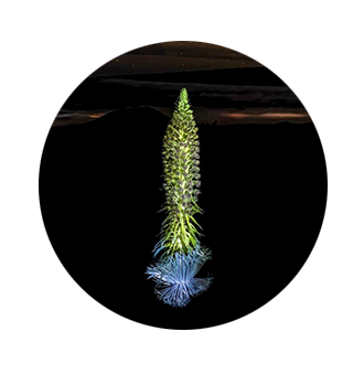 Silversword at night