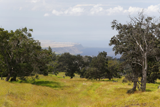 Kahuku_556