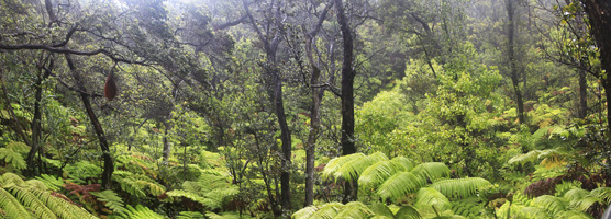 Nahuku rainforest Dave Boyle556