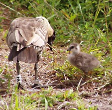 Three day old gosling, the first born of a three year old mom.