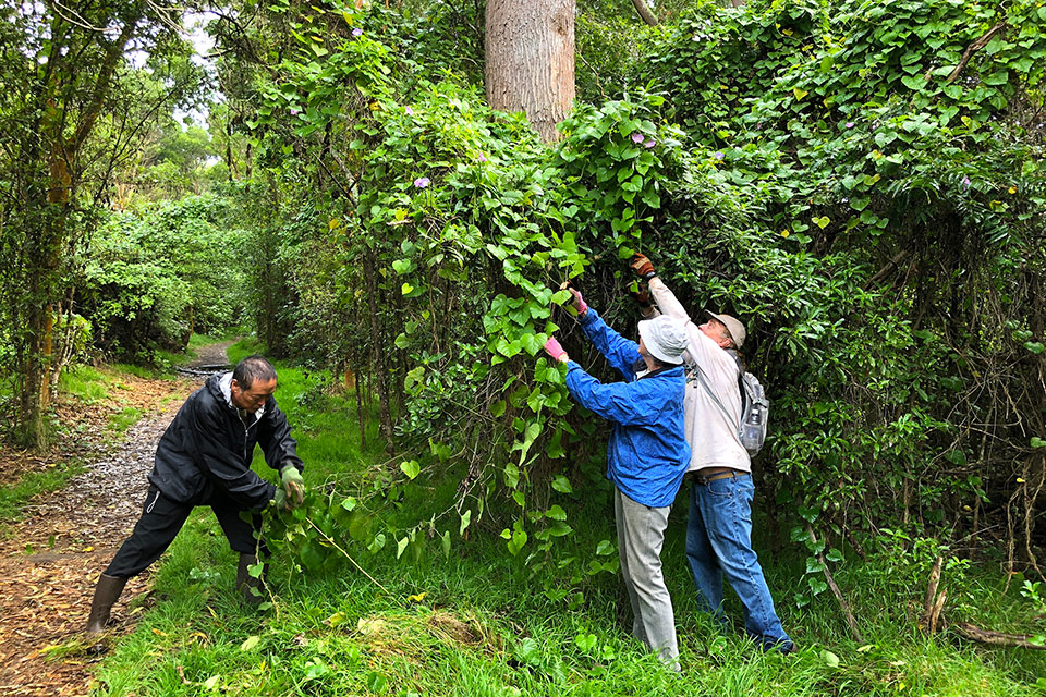 Volunteers remove koali ‘awa from Kīpukapuaulu