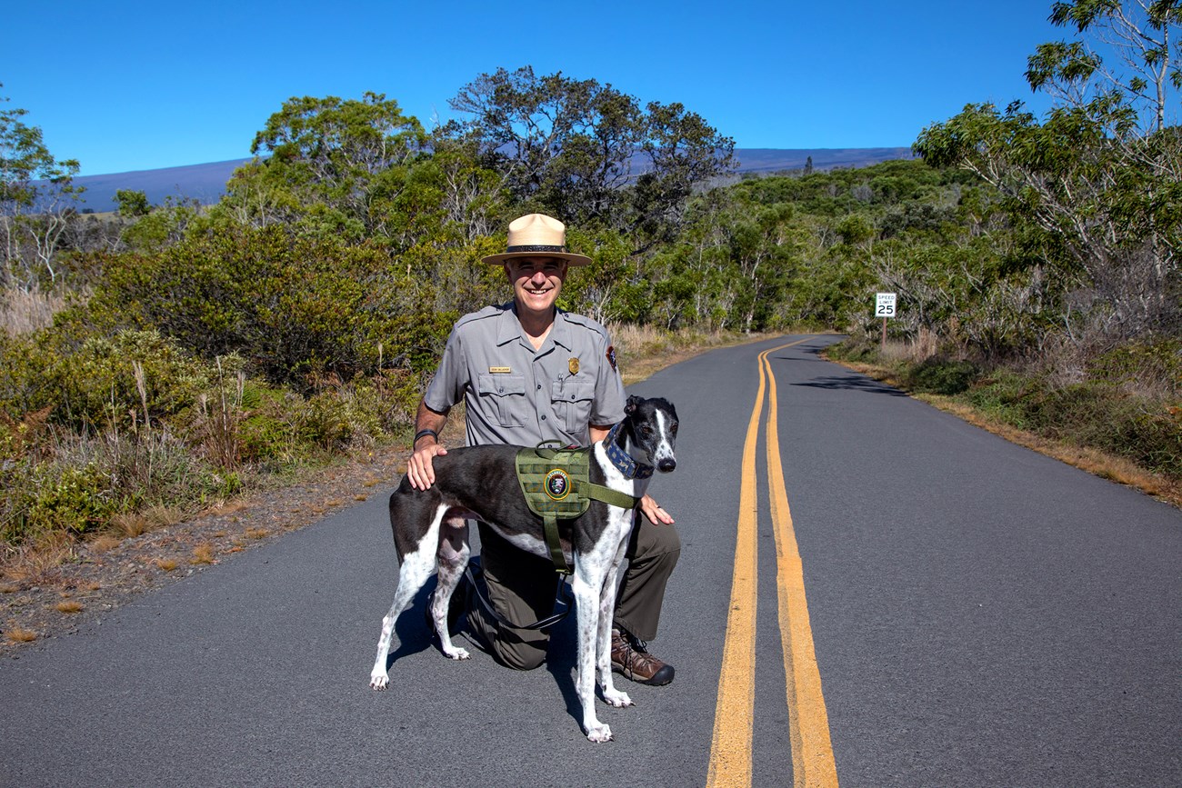 Park Ranger kneeling on a road next to a dog in a green harness