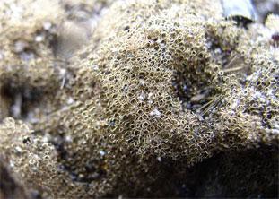 Closeup view of reticulite (lava foam)