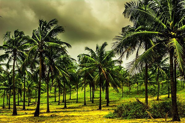 Coconut Palms