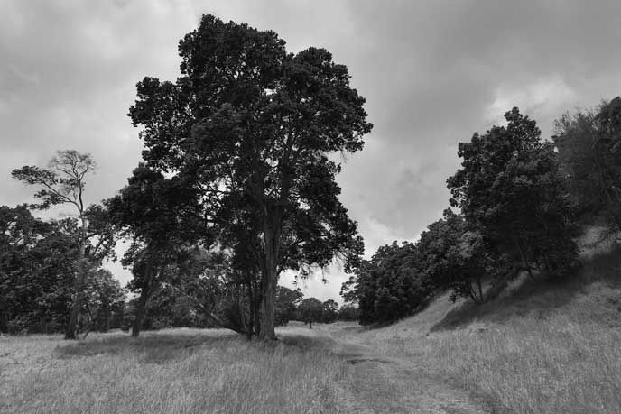 Large ‘ōhi‘a lined the trail