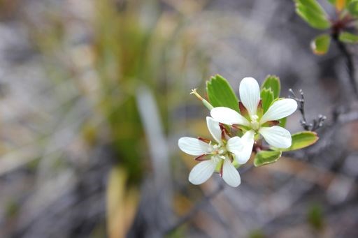 nohoanu (Hawaiian geranium)