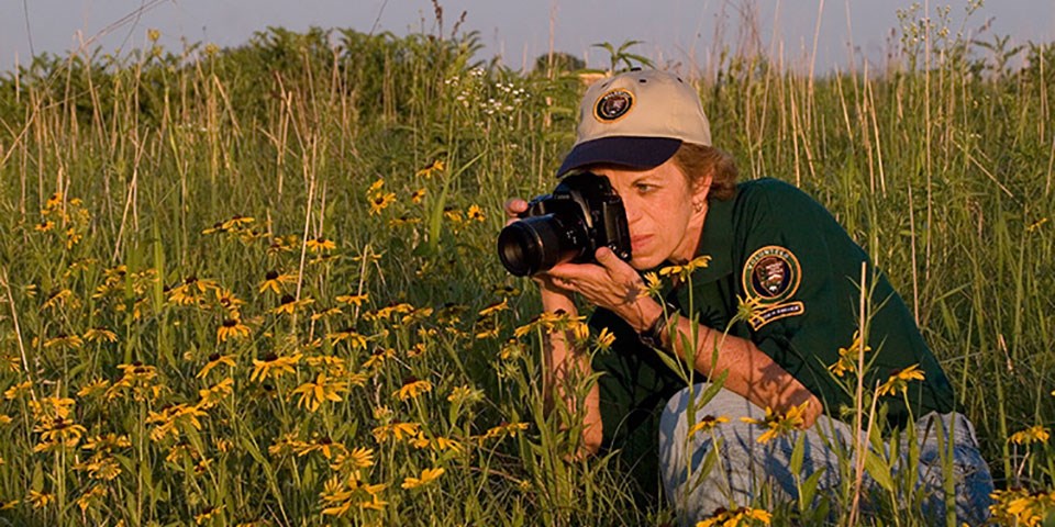 A woman in a uniform shirt and hat photographing yellow flowers in the prairie.
