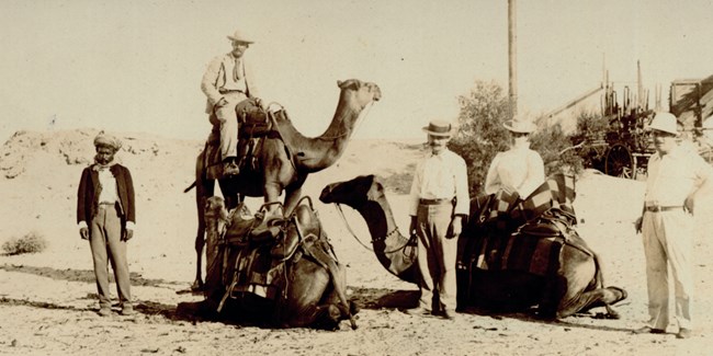 A groups of men in the desert pose with two camels.