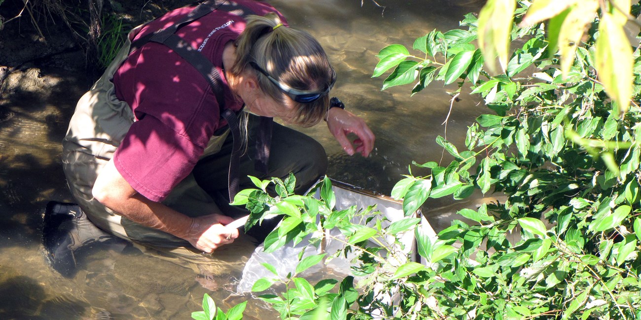 A woman in hip waders crouches uses a net to catch invertebrates from a stream.