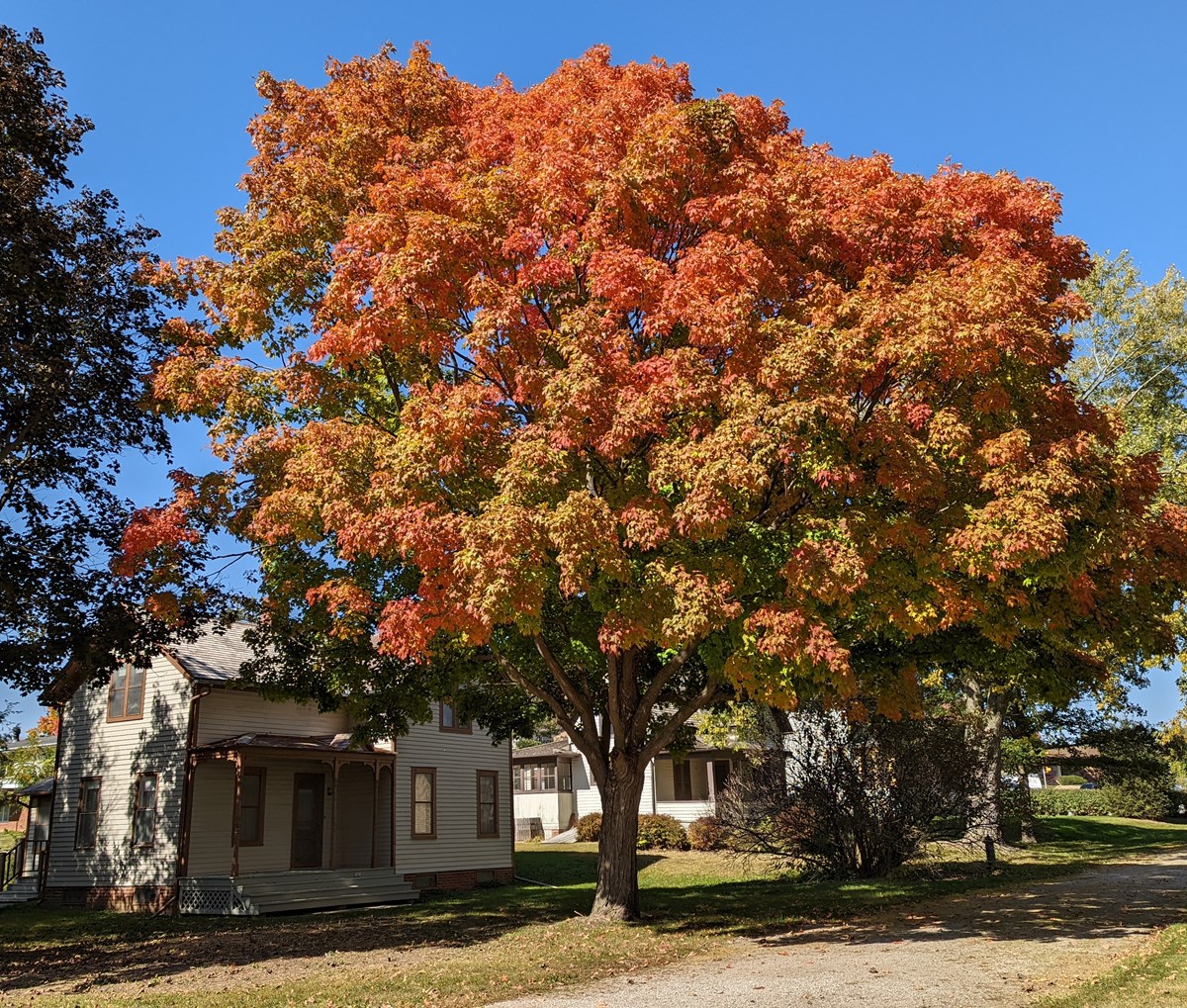 An historic home with large, colorful maple tree in the foreground. Red, yellow and orange leaves against a clear blue sky.
