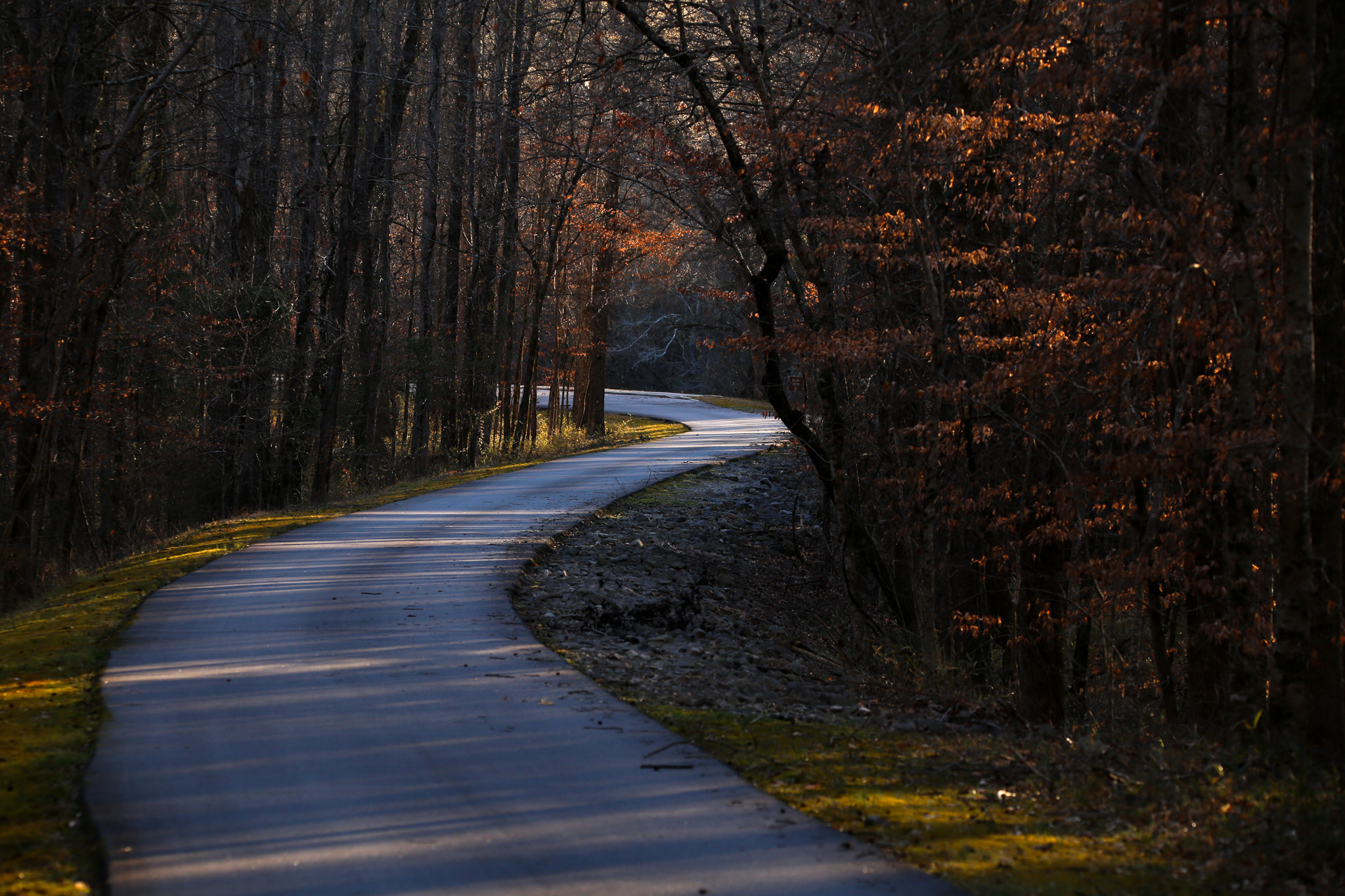 Trees along a winding road.