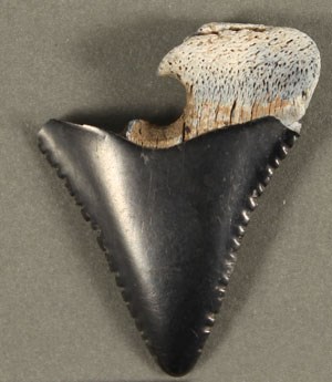 A black and white-colored fossilized shark tooth with the top left broken off.