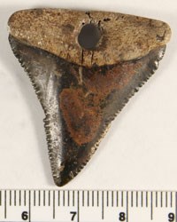 A triangular shaped shark tooth with a hole in the top center and serrated edges along the left and right