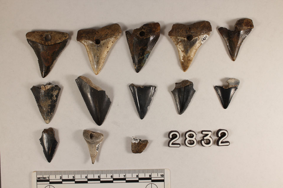 3 rows of triangular shark teeth with the numbers 2832 on the bottom row and a ruler with scale on the bottom.