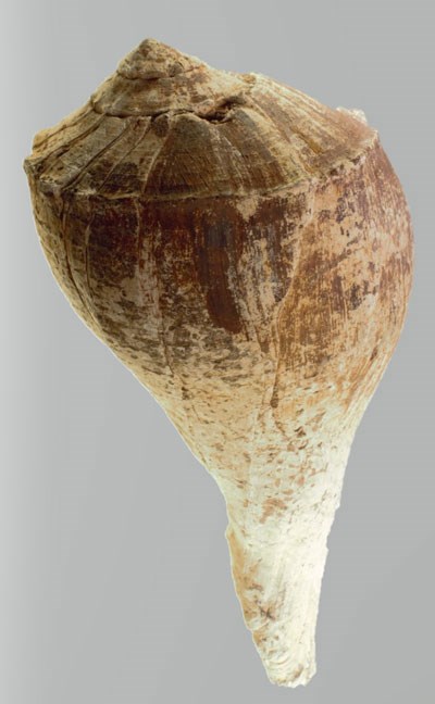 A white colored sea shell with large end at the top and tail end on bottom