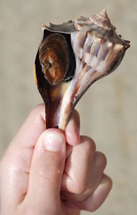 A white colored sea shell with opening to the left being held up with a hand by the tail end