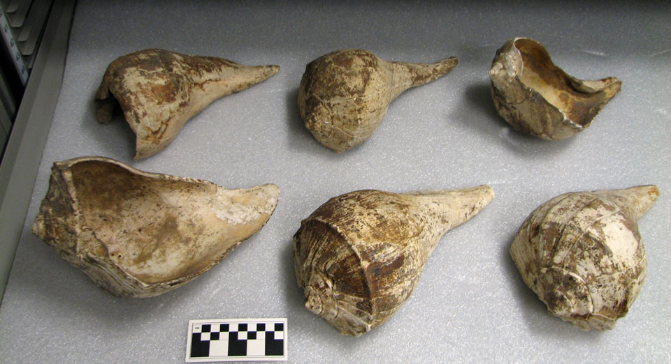 A group of six white-colored shells with large ends on left and small end on right, all on top of a white foam sheet