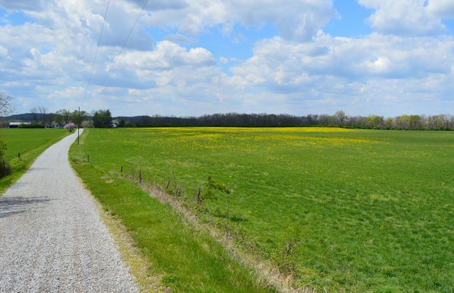 a gravel road extends through a bright green field of grass and wildflowers.