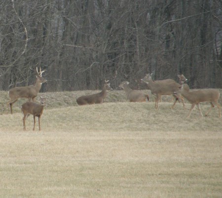 Several deer standing on grass