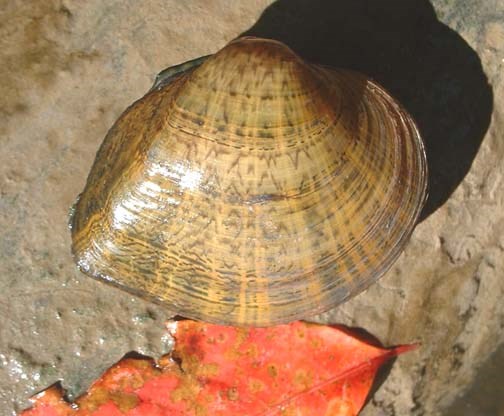 A closed mussel shell with dark stripe horizontal patterns on its brown shell