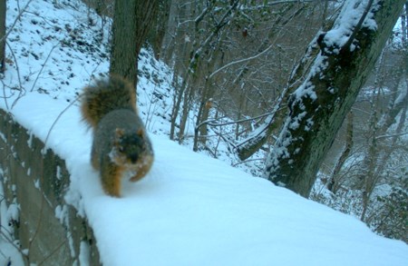 A squirrel trudges through the white snow on top of a wall