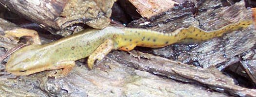 A green-tan newt with long curvy tail and spots all over crawls on wood pieces