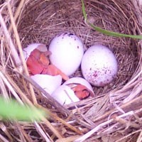Field sparrow eggs and chicks hatching at Seip Earthworks.