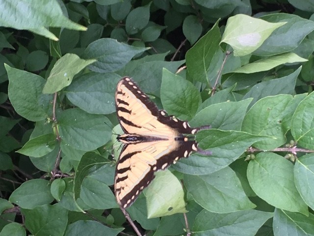 yellow and black butterfly rests on green leaves.