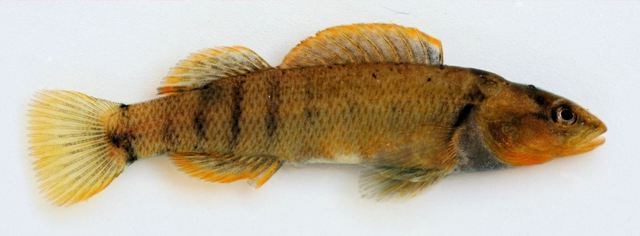 A tan colored fish with two fins on top and three fins on the bottom
