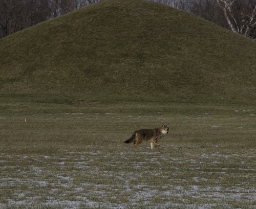 A large grey and brown coyote strolls in the snow-covered grass in front of a large earthen mound.