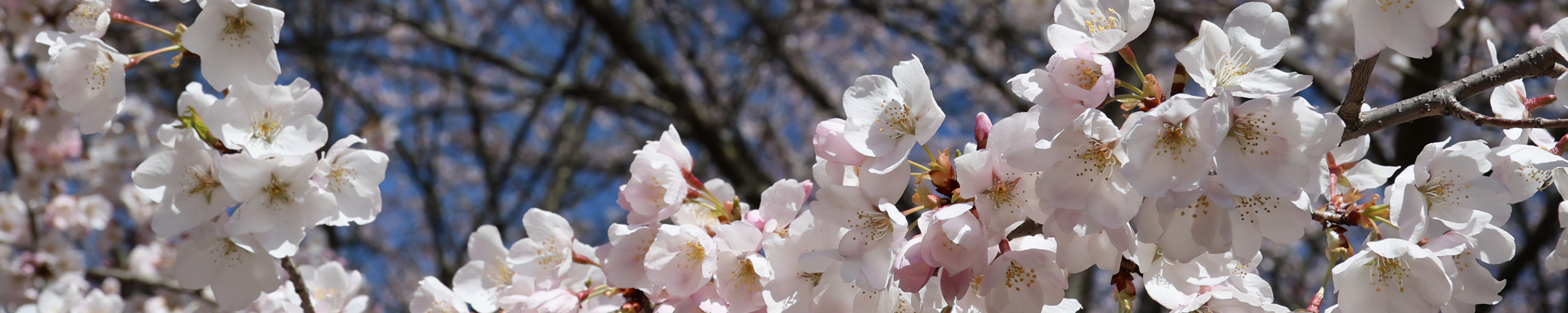 A close-up photograph of pinkish-white, cherry blossom blooms on branches in front of a blue sky.