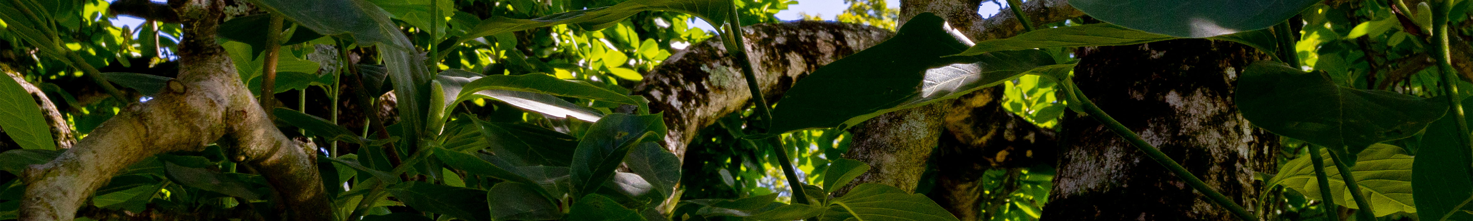 Shaded limbs and leaves with a blue sky behind them.