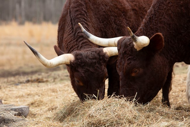 Two cattle graze in the pasture.