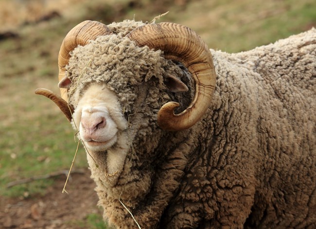 Ram in barnyard stares at camera.