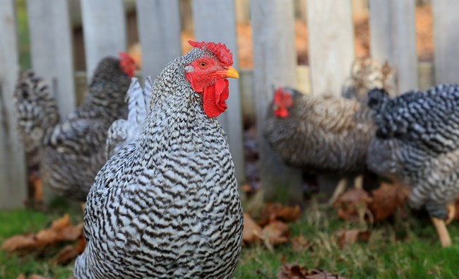 Chickens stand in the coop.