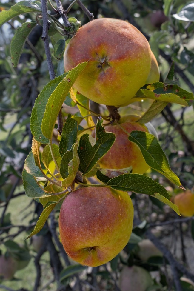 close up of three apples hanging from the branch of a tree