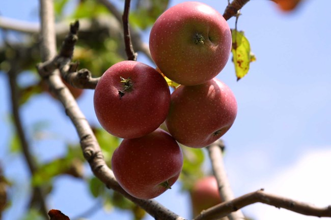 Group of four red apples hanging from a branch in the historic apple orchard.
