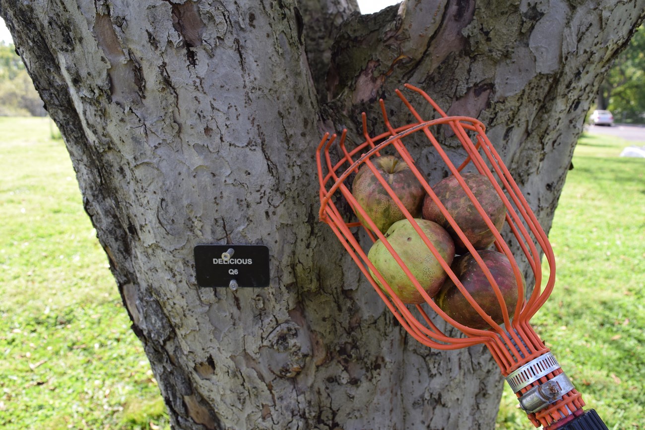 A metal basket tree fruit picker hand tool with a few ripe apples in the basket. The tool is leaning against a tree.