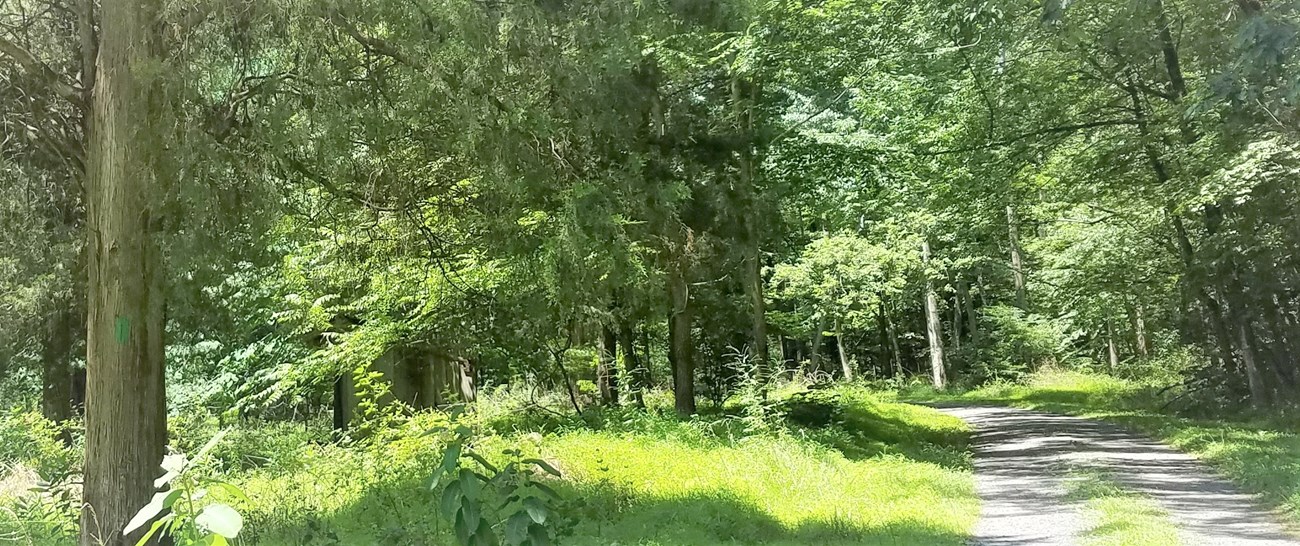 a path through a wooded area