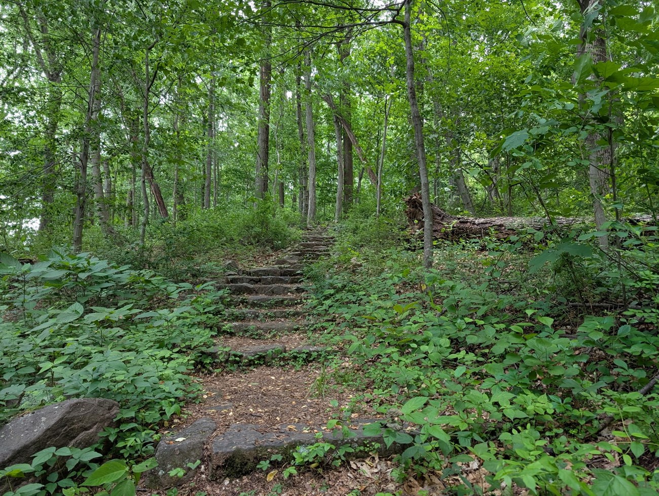 A trail with stone steps through a wooded area.