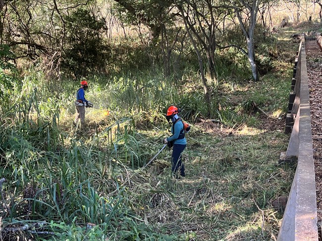 Volunteers weed whacking